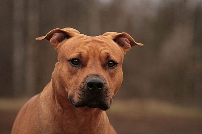 Пьяный волгоградец натравил бойцовскую собаку на незнакомца 