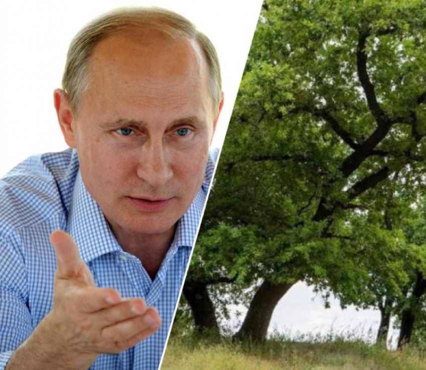 Кремль может спасти Волго-Ахтубинскую пойму от вырубки дубов ради трассы