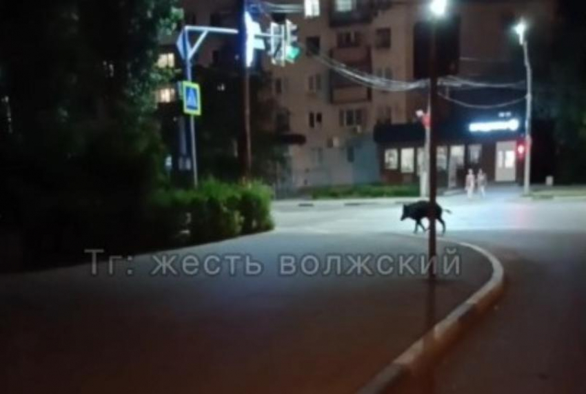 Дикий кабан два дня гуляет по Волжскому