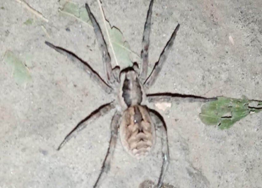 Тарантул на улице города напугал волжан