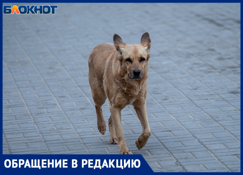 На волжанку напали вакцинированные бродячие собаки