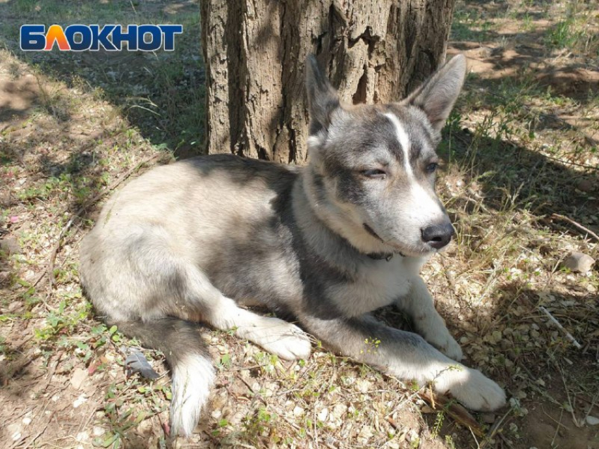 Школьники нашли собаку с поврежденной лапой в Волжском