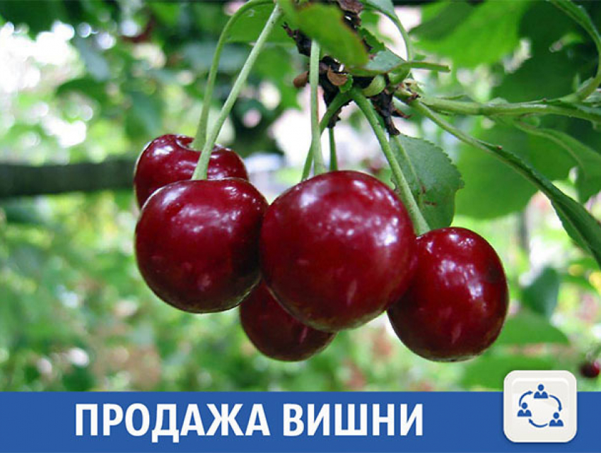 Ведро спелой вишни предлагают волжанам по привлекательной цене