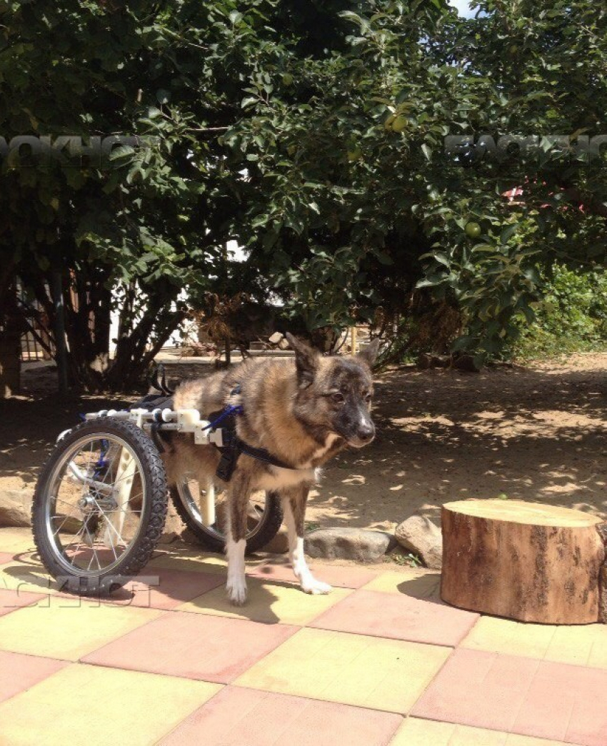 В Волгограде волонтеры подарили собаке-инвалиду новую коляску