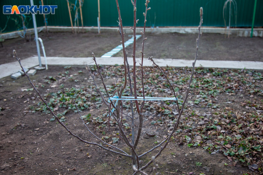 Что сделать на даче после зимы: пошаговая инструкция для волжских дачников