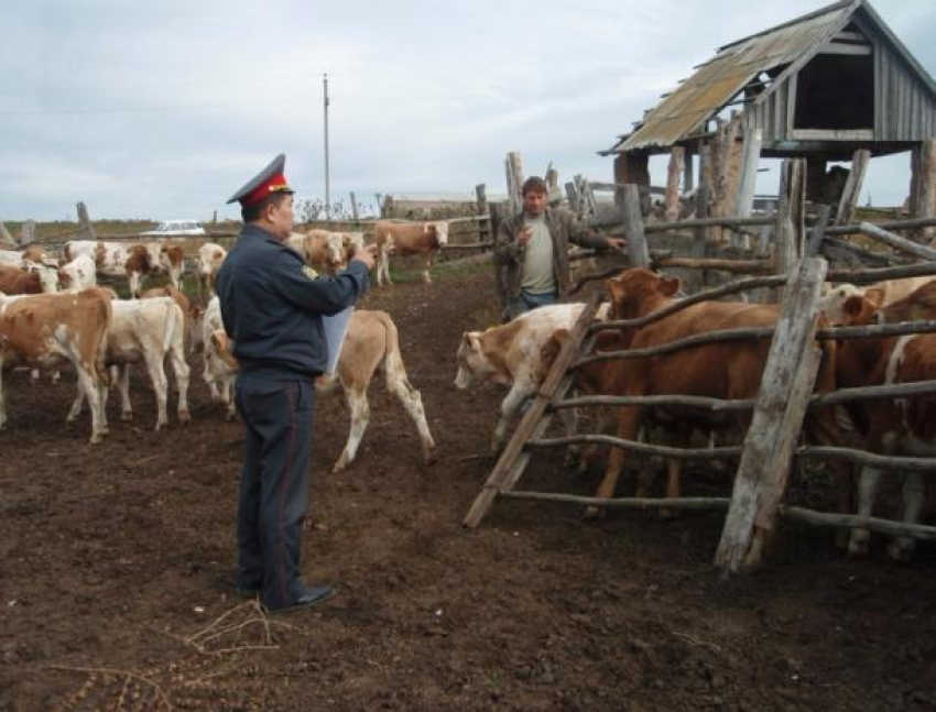Похитителей коров в Среднеахтубинском районе нашли по горячим следам