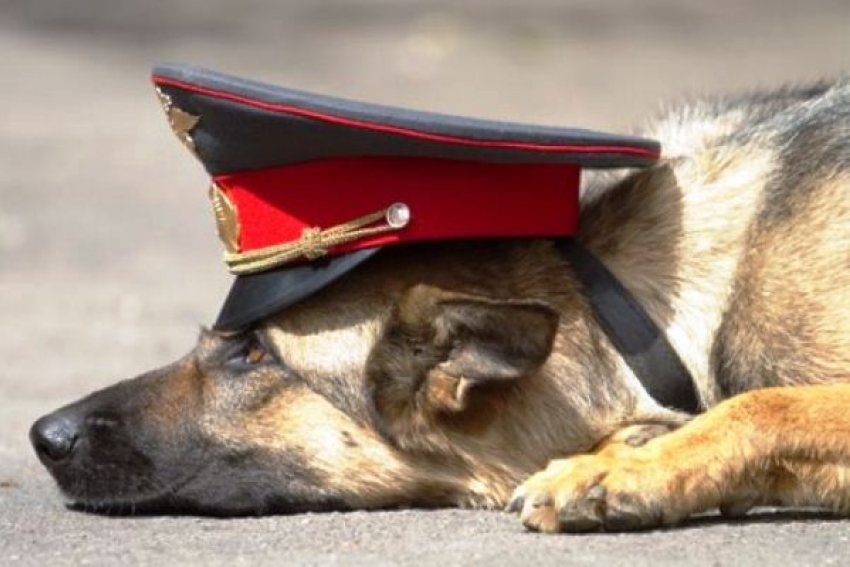 В Волжском служебная собака нашла воровку мобильного за несколько минут