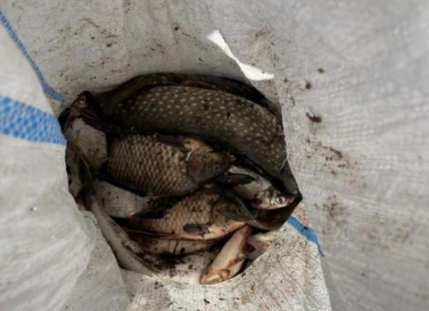 В Волжском участились случаи незаконной добычи рыбы