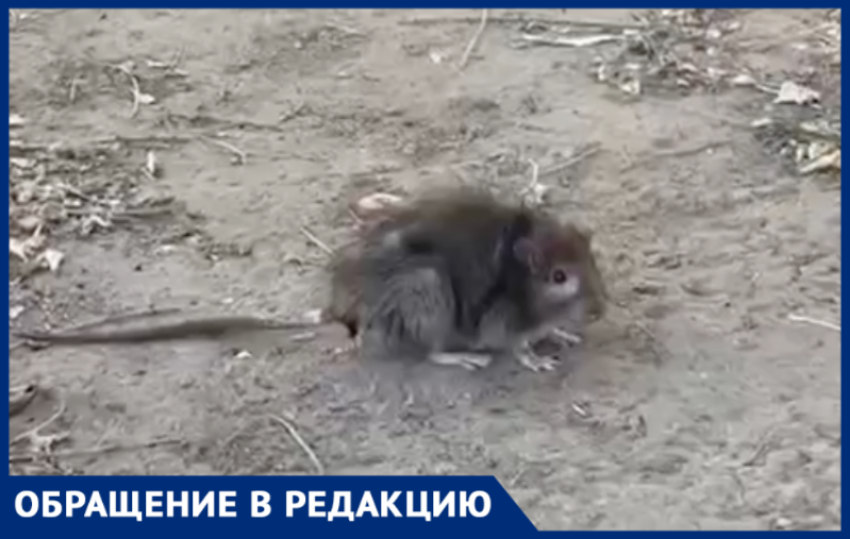  Крысы  и мыши скоро станут домашними питомцами жителей Волжского по улице Академика Королева 