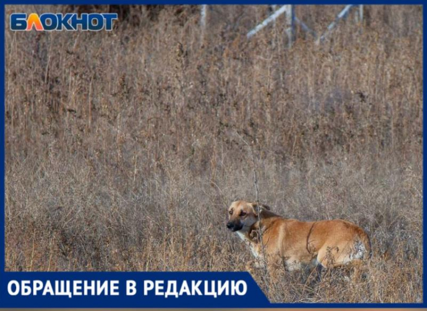 «Месть за бродячих собак»: домашних животных травят в поселке под Волжским