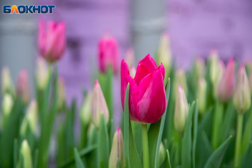 До +12 градусов тепла в Волжском