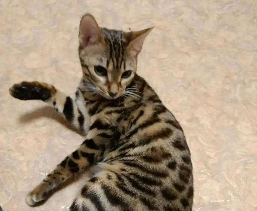 В Волжском ищут новый дом для бенгальской кошки, оставшейся сиротой после смерти хозяина