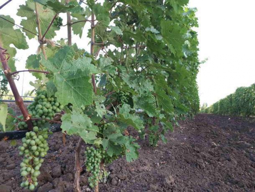 «Вилла София» приглашает волжан на дегустацию в виноградную усадьбу