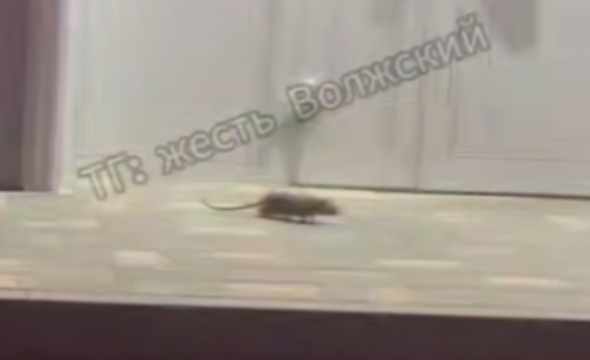 Волжский захлестнуло нашествие крыс