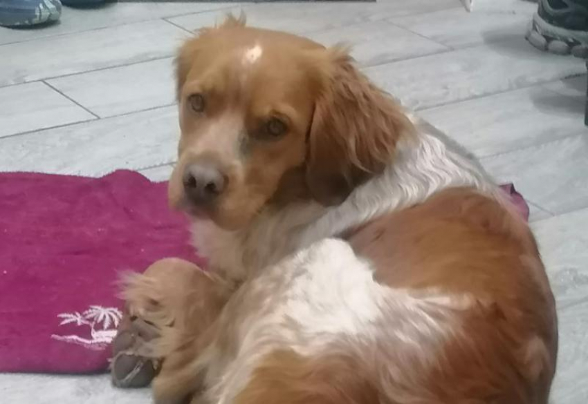 «Он очень добренький и совсем один»: в Волжском ищут сбежавшего пса Тимошку, которому нужна помощь