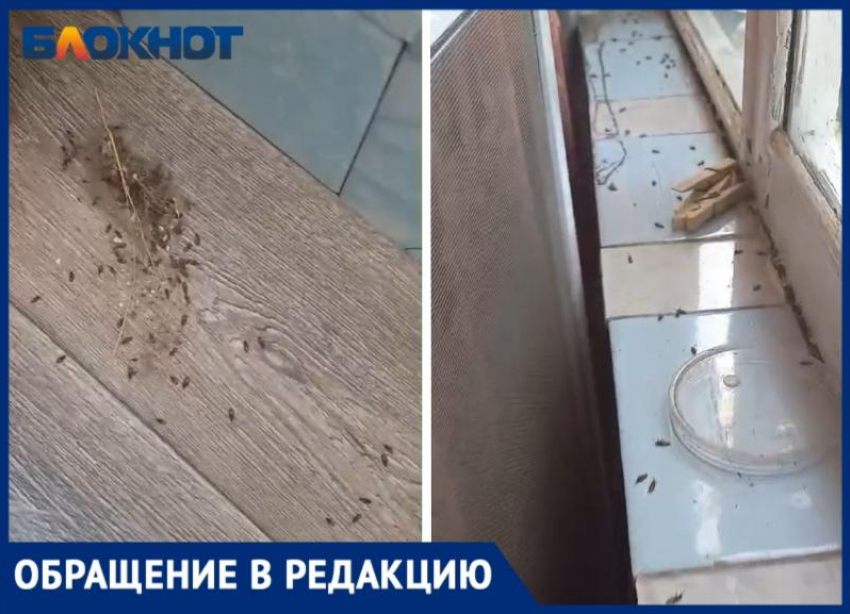 «В СССР такого не было»: волжане жалуются на жуков, залетевших в квартиры