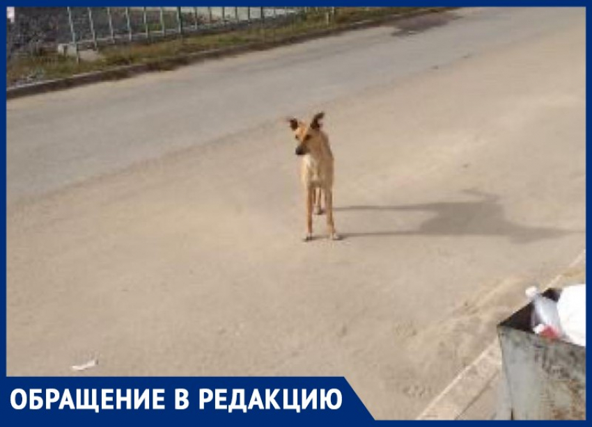 Бродячая собака напала на жительницу Волжского и укусила за ногу