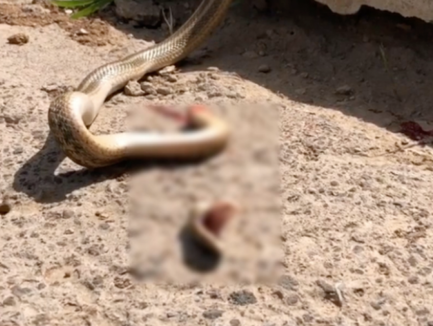 Отрубленная голова змеи пыталась напасть на волжан