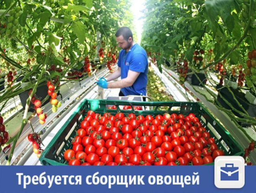 Крупная фирма ищет сборщика овощей в Волжском