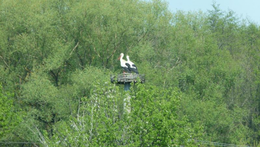 Краснокнижные белые аисты начали гнездиться в Волгоградской области