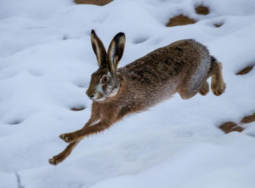 Волжан предупреждают о закрытии сезона охоты на зайца-русака