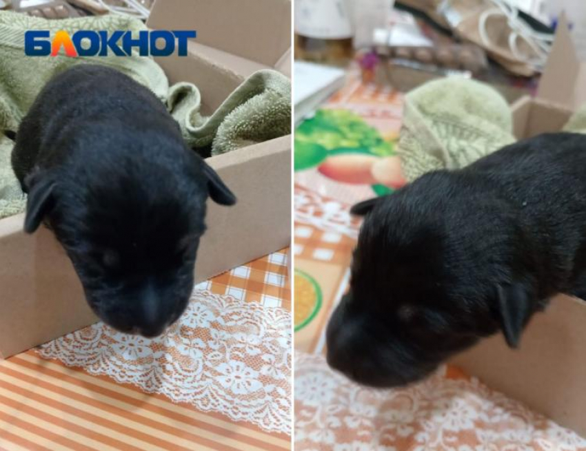 Новорожденных щенков выкинули в мусорный бак в Волжском