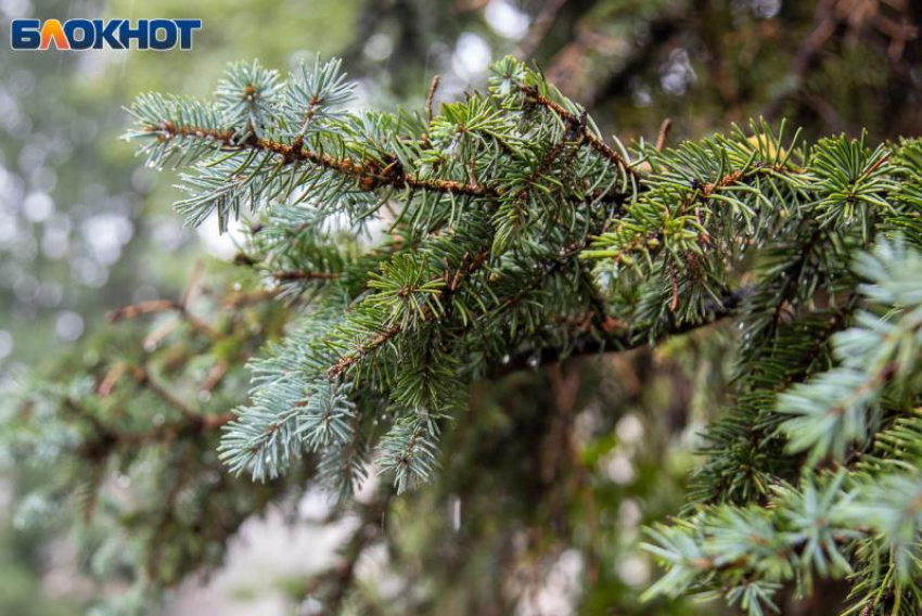  В Волжском повысится влажность: прогноз