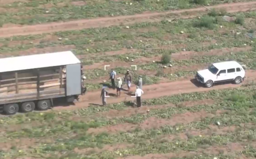 В Волгоградской области прошла масштабная облава на нелегальных мигрантов