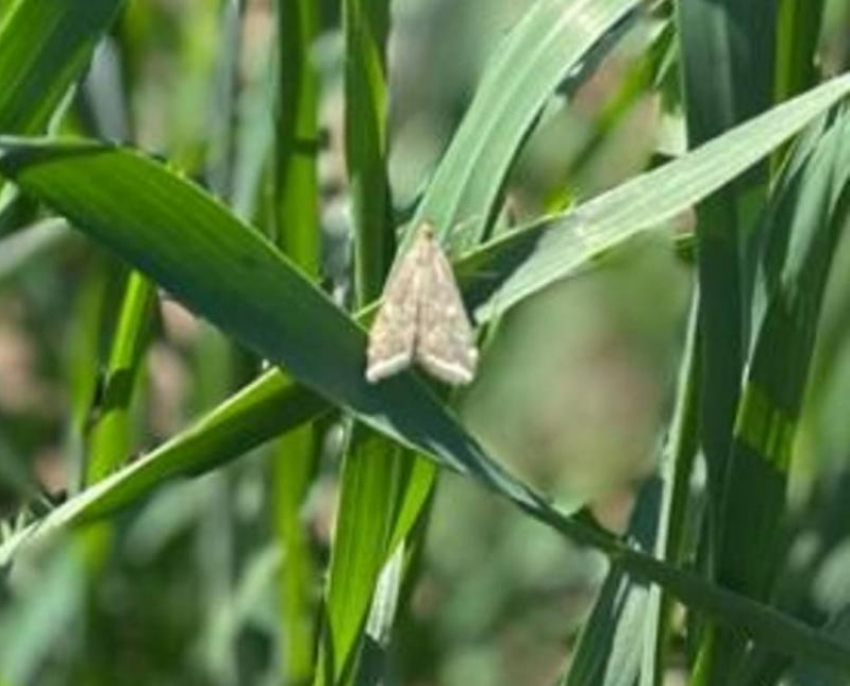 Бледные и опасные бабочки угрожают посевам в окрестностях Волжского