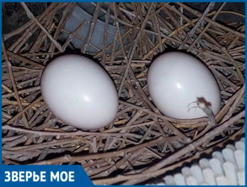 Волжанка нашла на балконе голубиные яйца