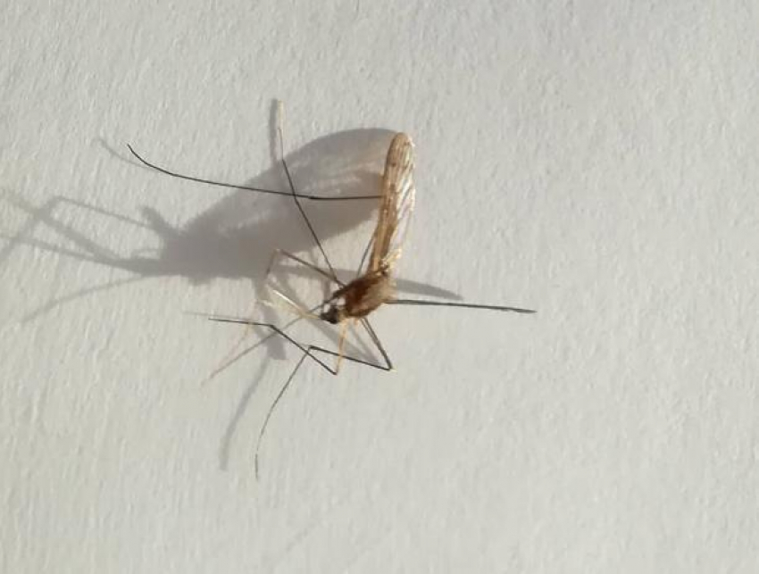 В Волжском «вылупляются» первые комары