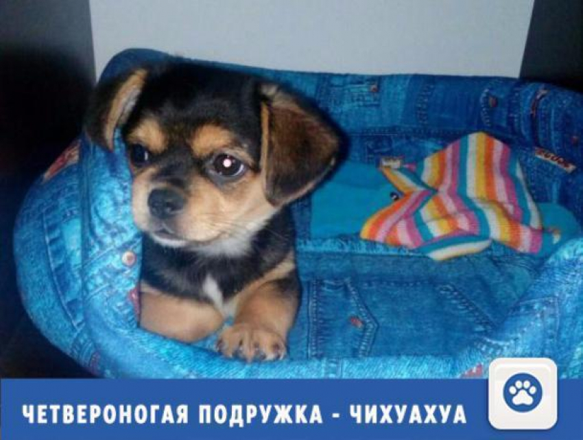 Приобрести четвероногую подружку-чихуахуа можно в Волжском