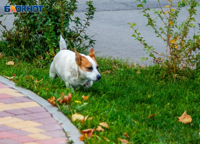 Солнце в Волжском будет прятаться за облаками: прогноз погоды на четверг