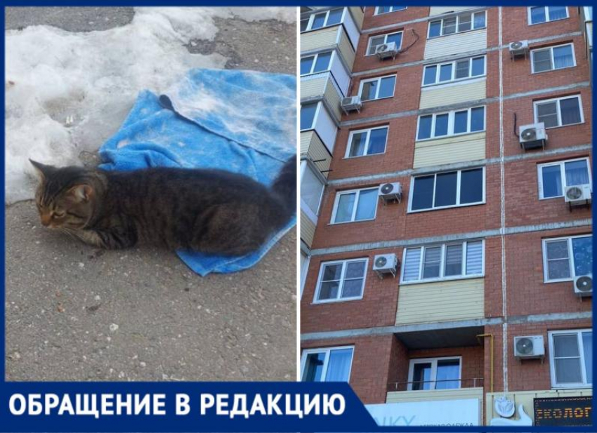 Переломаны лапы, разбита мордочка: в Волжском сосед убил чужого кота броском в окно