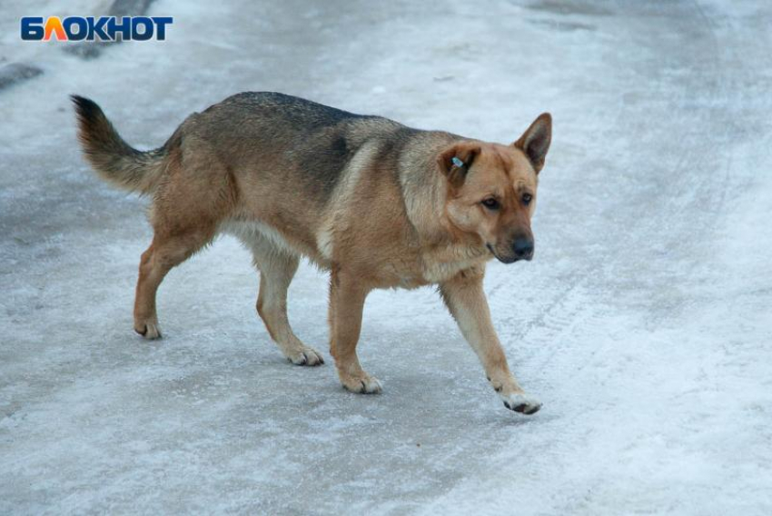 77% опрошенных волжан признались, что жизнь им портят бездомные собаки на улицах Волжского