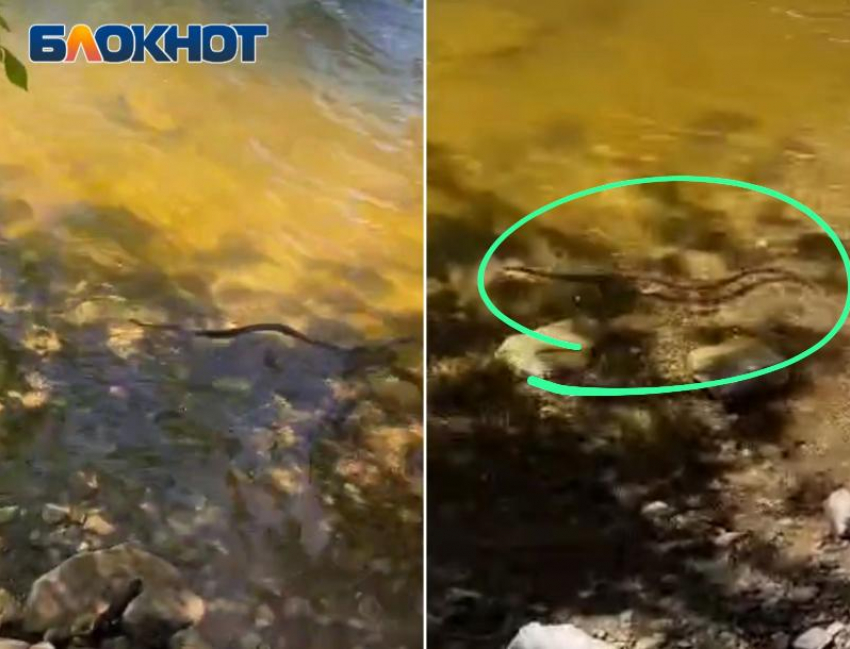 Метровая гадюка попала на видео в Волжском: змеи атакуют остров Зеленый