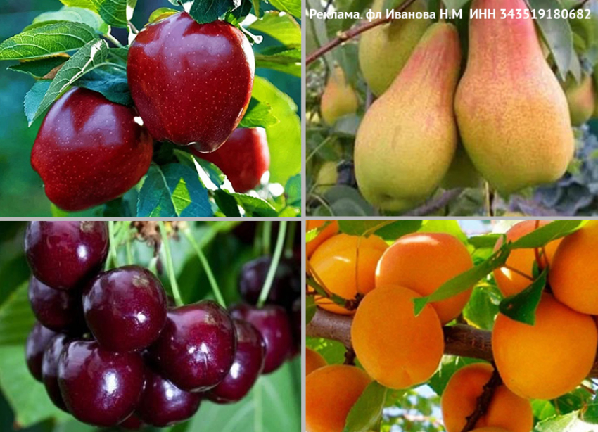 Хотите свои фрукты и ягоды? За саженцами в питомник «Ивушкина Роза»