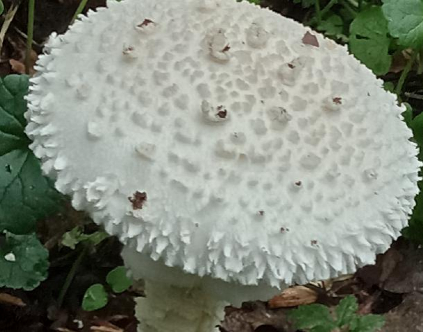 В Волго-Ахтубинской пойме нашли редкие грибы