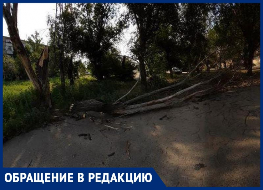 Сухостой упал на детской площадке из-за ветра в Волжском: видео