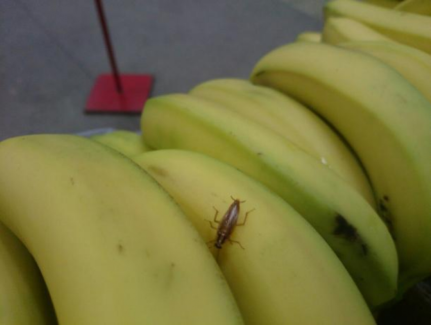 Огромного рыжего таракана обнаружила волжанка в бананах в магазине