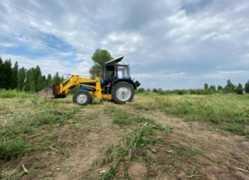 Свыше 200 тысяч новых деревьев высадят в Волго-Ахтубинской пойме