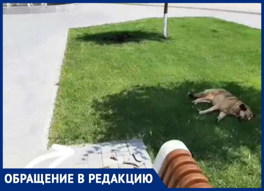 Собаки напали на женщину во время тренировки в центре Волжского