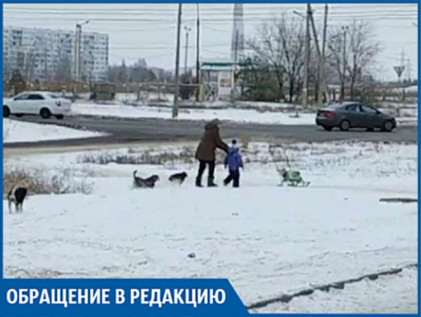 В новой части города свора собак напала на женщину с ребенком, - волжанин