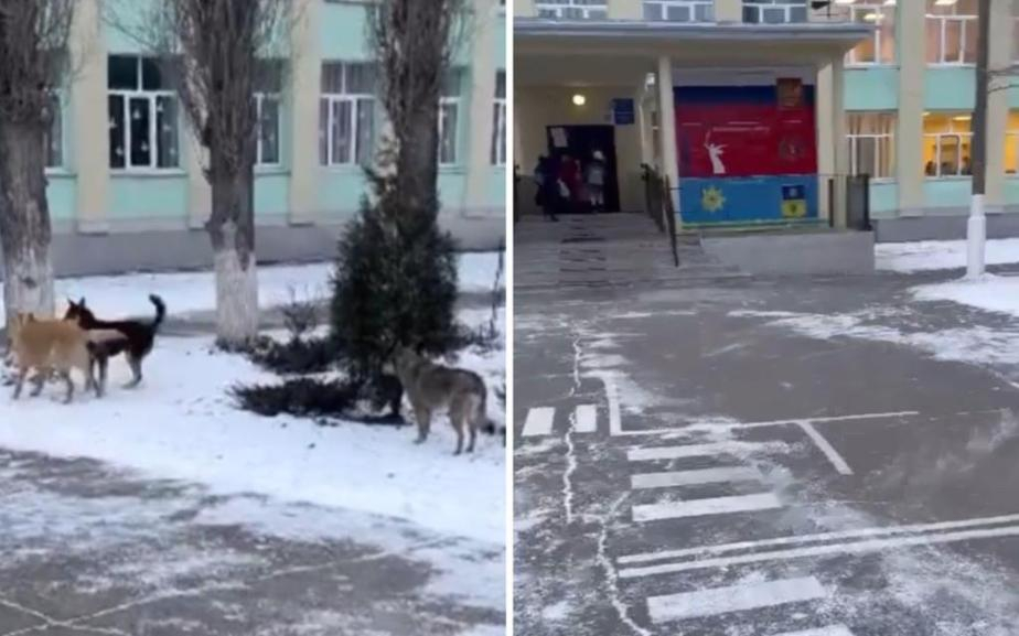 Бездомные собаки обжили территорию школы младших классов в Волжском