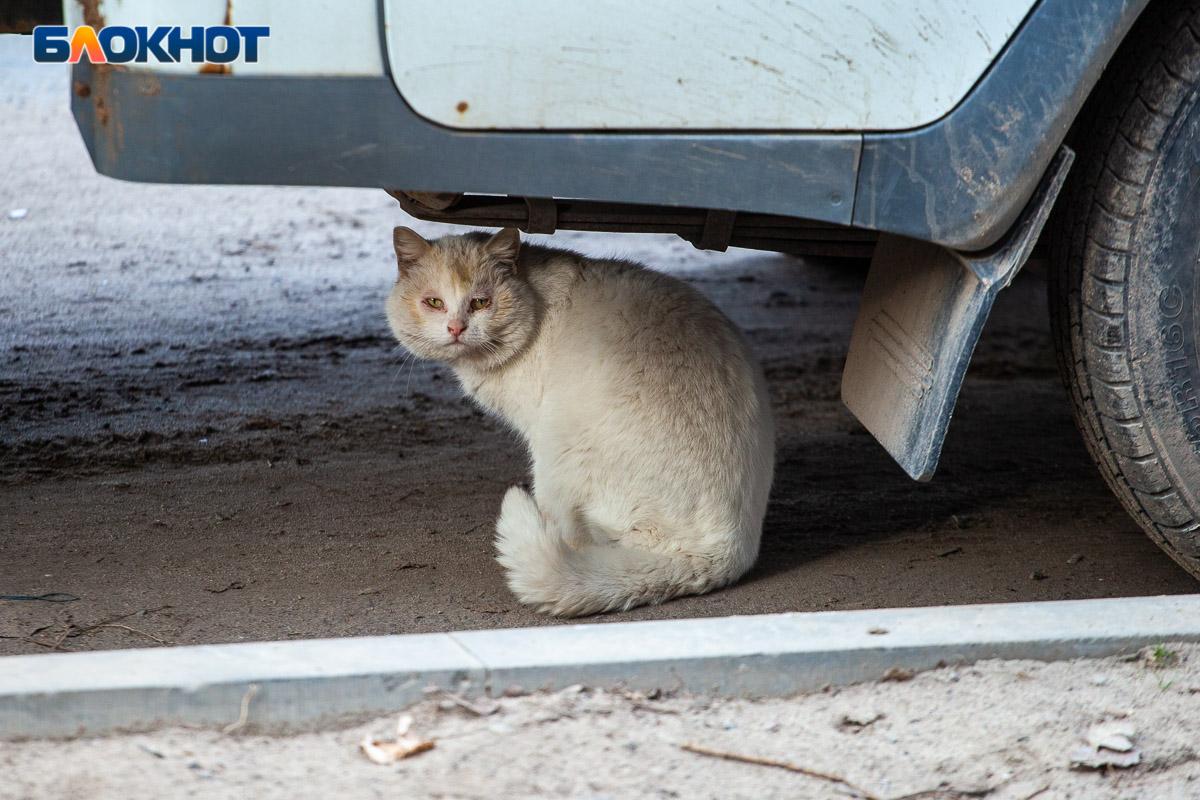 В Волгоградской области введен карантин из-за нападения бешенного кота на  женщину