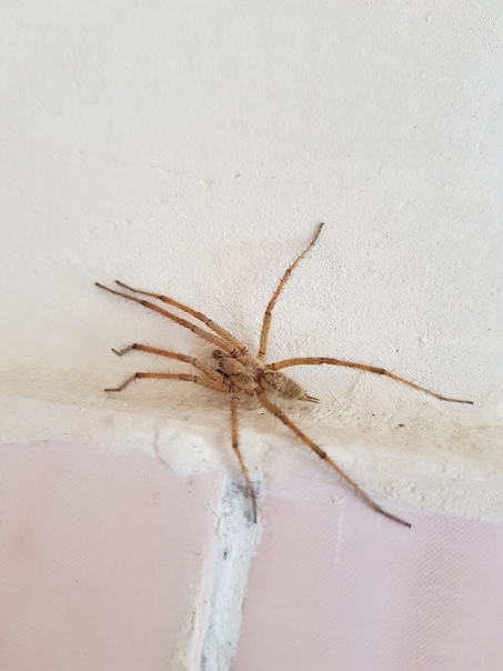 Бродячий домовой паук