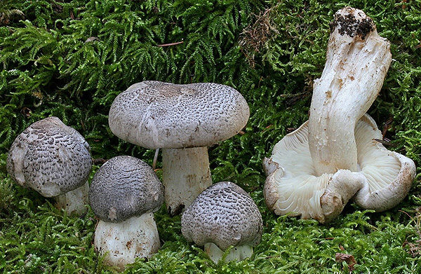Tricholoma-pardinum_05-1-e1574787760617.jpg Tricholoma-pardinum_05-1-e1574787760617.jpg