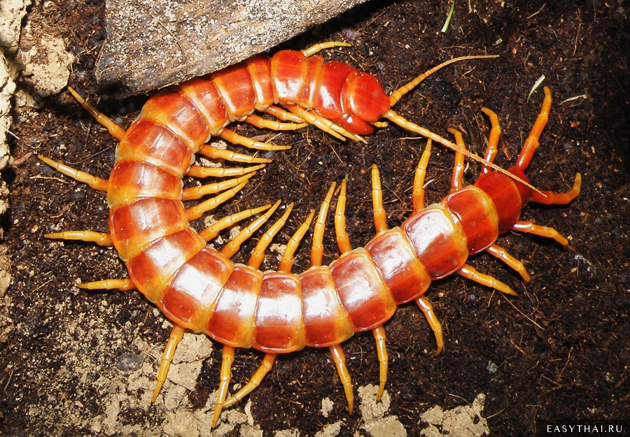 Scolopendra_spinipriva.jpg