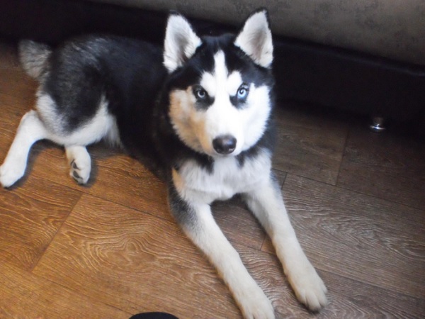 умка.jpg умка.jpg