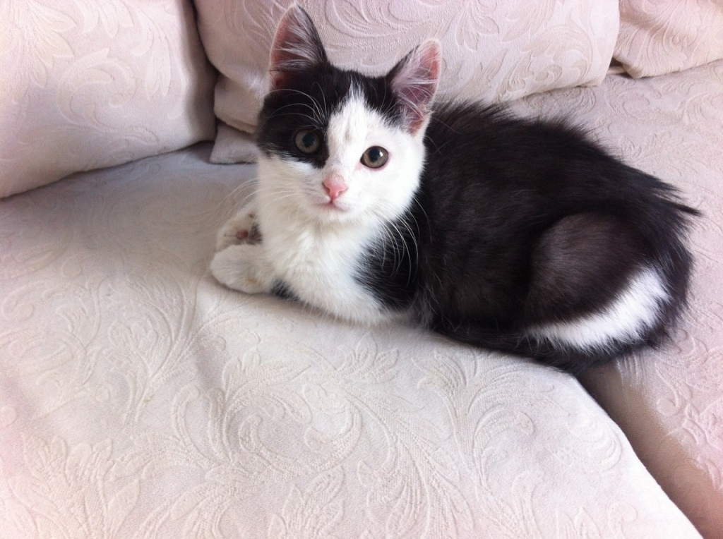 коты2.jpg коты2.jpg